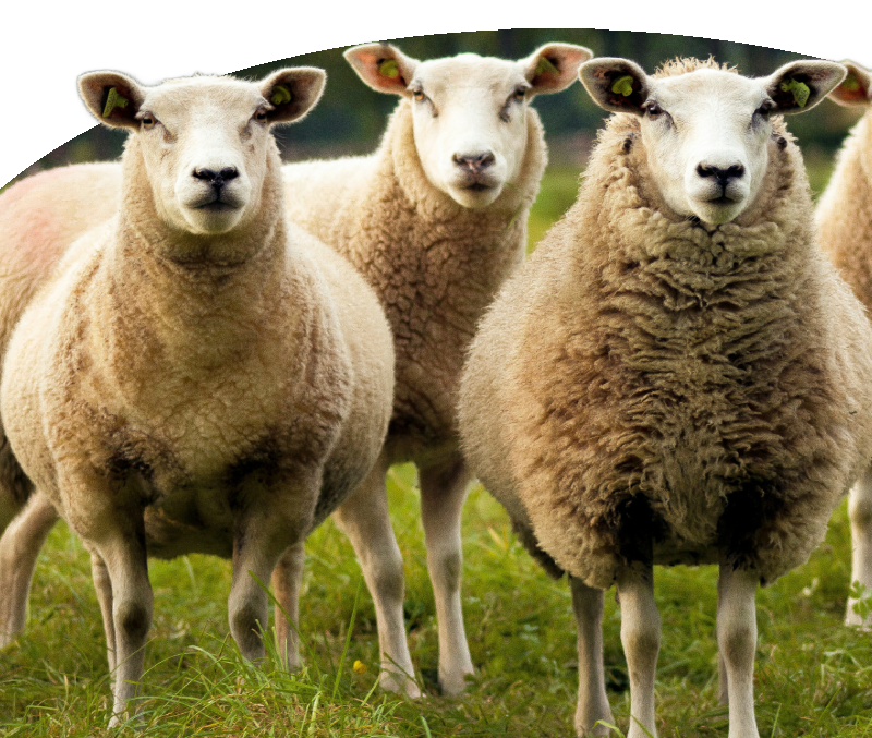 Schapen in duurzame landbouw en de mogelijkheden van de Landelijke Verplaatsingsregeling (LVVP) met ondersteuning van EVO Kompas